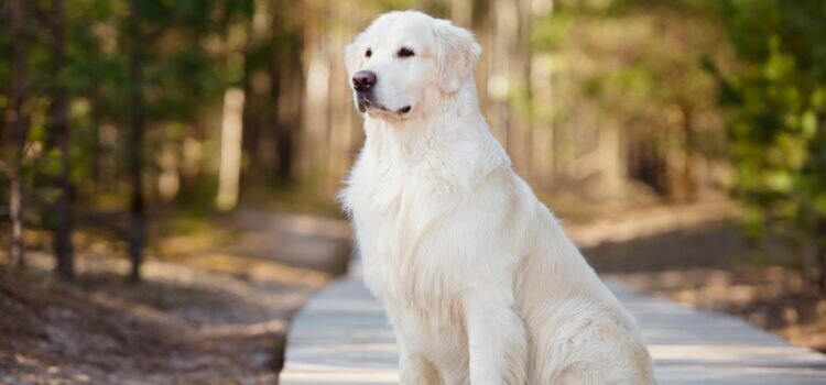 Как успокоить лающую собаку ночью Как успокоить лающую собаку ночью